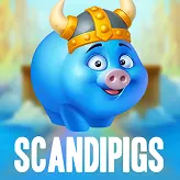 Golden Panda - ScandiPigs